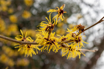 Chinese witch hazel or Hamamelis Mollis plant in Saint Gallen in Switzerland