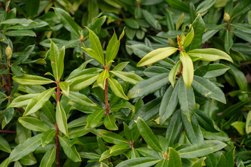 Common Rhododendron or Rhododendron Ponticum plant in Saint Gallen in Switzerland