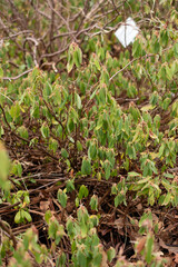 Sheep laurel or Kalmia Angustifolia plant in Saint Gallen in Switzerland