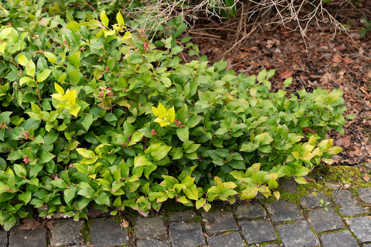 Salal or Gaultheria Shallon plant in Saint Gallen in Switzerland