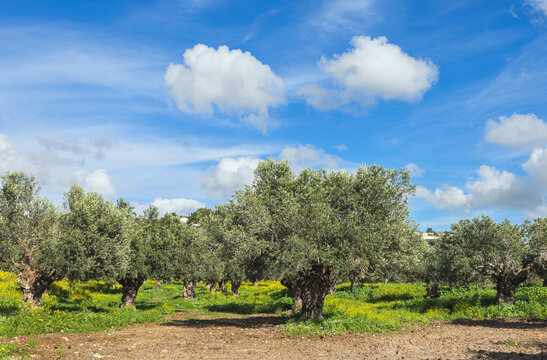  garden of olive trees in Israel against a background of blue sky with white clouds