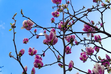 Close-up of beautiful pink white blossom of magnolia tree in garden at Swiss City of Zürich on a blue cloudy spring day. Photo taken March 21st, 2024, Zurich, Switzerland.