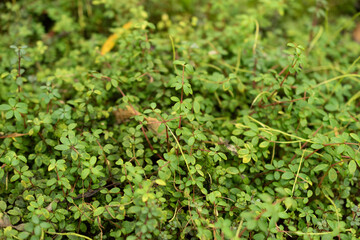 Peperomia Rubella plant in Saint Gallen in Switzerland