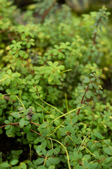 Peperomia Rubella plant in Saint Gallen in Switzerland