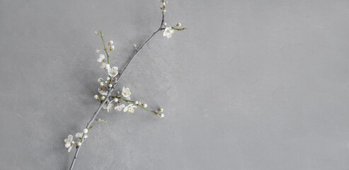 Blütenzweig eines Kirschbaumes auf grauem Hintergrund - 764194187
