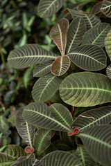 Hoffmania Refulgens plant in Saint Gallen in Switzerland