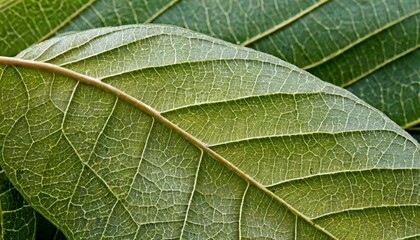 Close up of leaf veins.