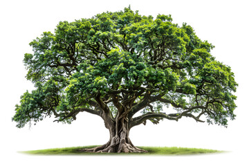 Big greenery holly oak tree isolated on white background