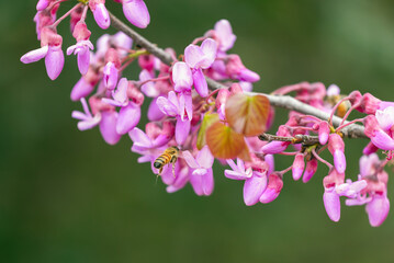 bee on red Cercis tree