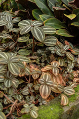 Pilea Spruceana plant in Saint Gallen in Switzerland