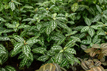 Pilea Cardierei plant in Saint Gallen in Switzerland