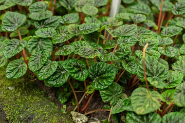 Emerald ripple peperomia or Peperomia Caperata plant in Saint Gallen in Switzerland