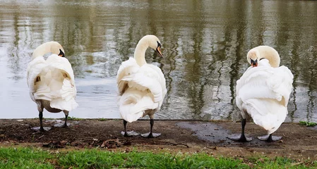 Fotobehang Three white mute swans in a row at the water's edge. © nipa