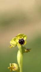 Yellow orchid (Ophrys lutea) in spring
