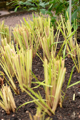 Obraz premium West indian lemon grass or Cymbopogon Citratus plant in Saint Gallen in Switzerland