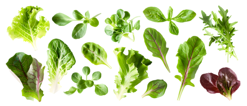 Various green salad leaves isolated on transparent background
