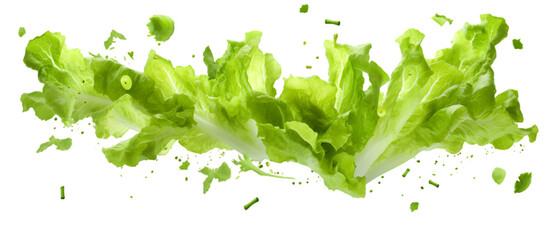Various green salad leaves isolated on transparent background - obrazy, fototapety, plakaty