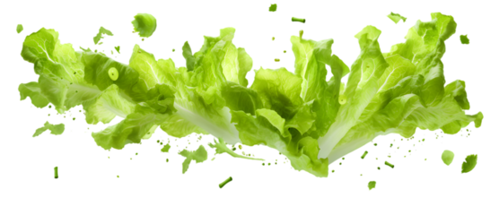 Various green salad leaves isolated on transparent background