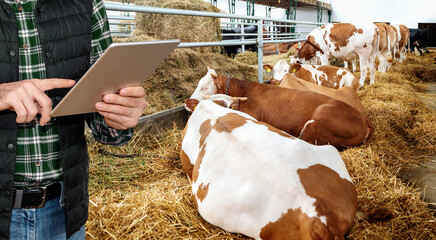 Quality control dairy or beef bio farm. Farmer stands next to lying cows and using digital tablet.