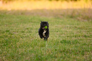 Obraz na płótnie Canvas Dog runs with his favorite toy in his mouth while walking. French bulldog plays with ball on grass, runs.Dog on walk, active pet leisure, dog toys