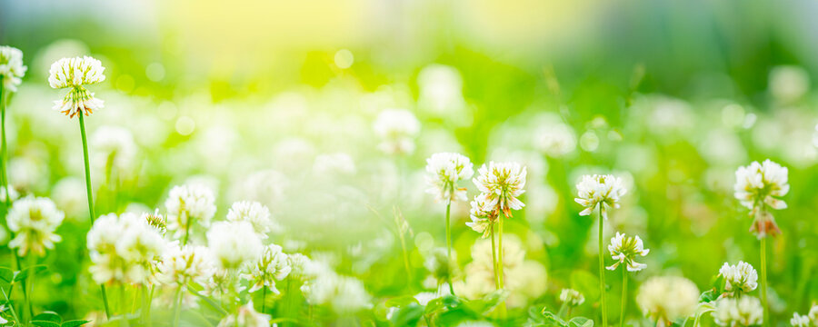 Flowering clover in meadow