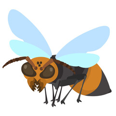 Paper Wasps,Vespa affinis (Linnaeus),Vespa tropica