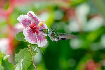 Fototapeta premium Blue-chinned Sapphire hummingbird pollinating an exotic hibiscus flower in a garden