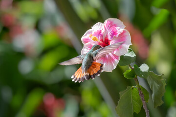 Fototapeta premium Ruby Topaz hummingbird, Chrysolampis mosquitus, feeding on an exotic pink Hibiscus flower