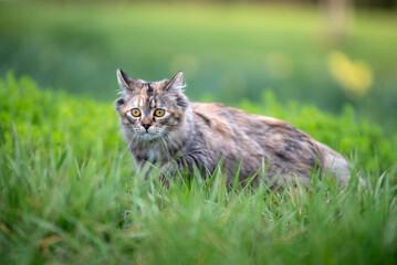 Un chat de race angora dans la nature