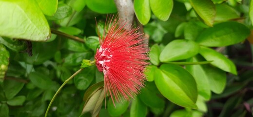 Beautiful red calliandra flowers that are blooming in the garden