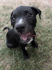 staffordshire bull terrier puppy