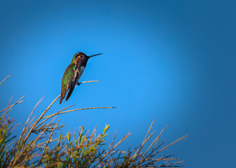Obraz premium Black Chinned Hummingbird