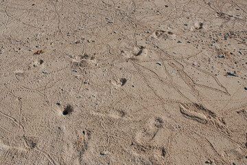 crab tracks in the sand