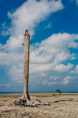 dead tree on the beach