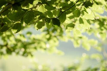 Fototapeta na wymiar Nature Background with Green Foliage