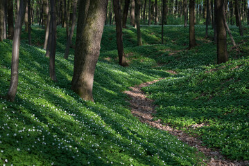 Spring Beech Forest with Blooming Anemone and Path