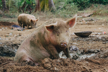 pig in mud