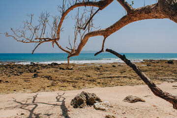 tree on the beach