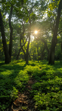 Dappled Light Through Oak Trees in Lush Green Forest