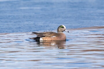 A Wigeon duck swimming in a pretty blue icy lake in Wintertime.