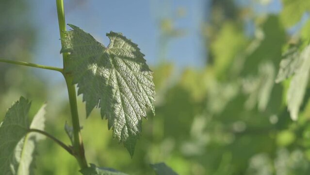 Close up de Hoja verde de vid con fondo desenfocado