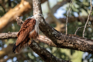 Brahminy Kite - Haliastur Indus, beautiful bird of prey from Asian and Australian woodlands and wetlands, Nagarahole Tiger Reserve, India. - 764219171