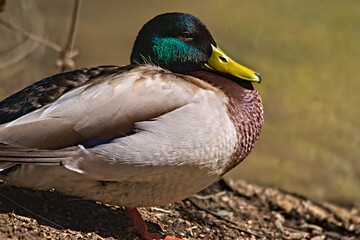 A duck in Riotinto brook. Riotinto. Granada