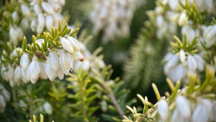 white evergreen flower erica, spring, macro, heather, plant life, flowering, first flowers, close up, gardening, natural background, screensaver, postcard, banner