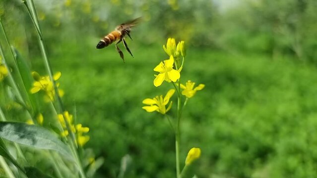 bee on flower 4k clip