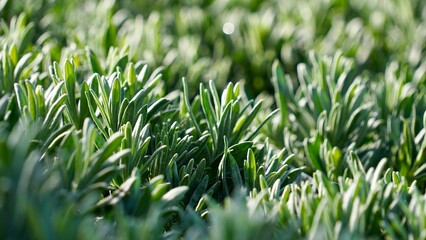 young lavender plants outdoors in the sun     © Cocosss