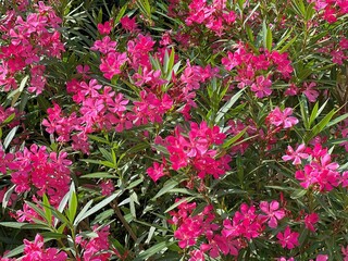Oleander nerium pink flowers in the garden