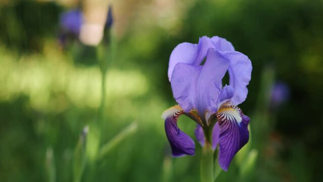 Beautiful iris flower sway in the wind on blurred green background