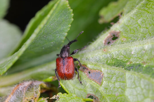 Pesch weevil (Rhynchites bacchus) On the leaves of a plum tree in the garden. Pest of  woody Rosaceae.