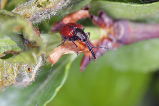 Pesch weevil (Rhynchites bacchus) On the leaves of a plum tree in the garden. Pest of  woody Rosaceae.